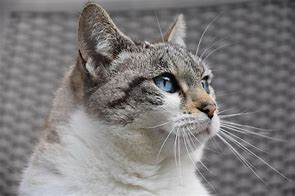 a cat may look at a king